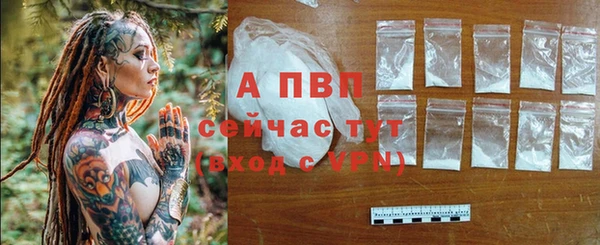 сатива Бородино